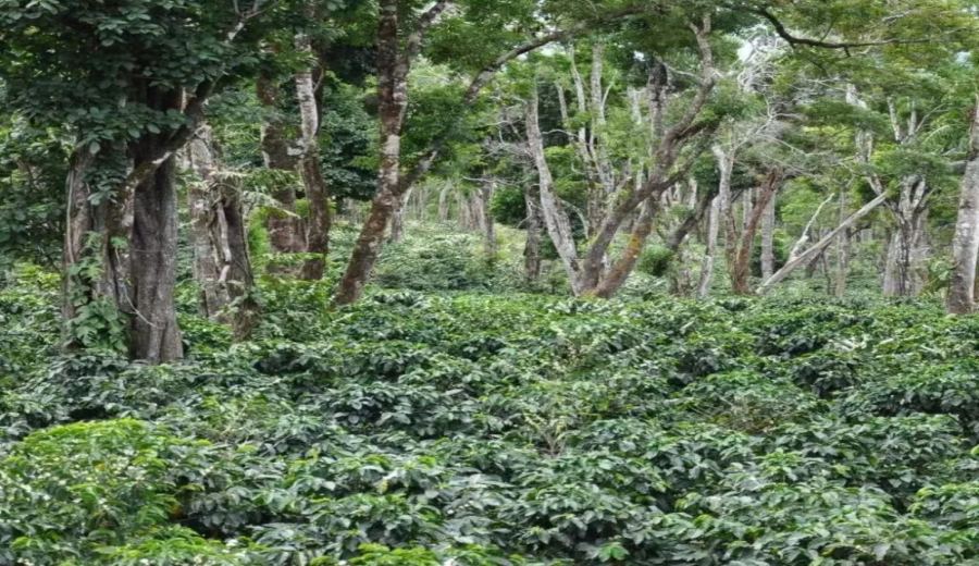 Complete Guide to Pour Over Brewing with Jade Mountain Diamond Hill Catuai from Emerald Estate: Varietal Background, Flavor Profile & Extraction Techniques