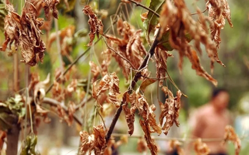Both Robusta and Arabica futures have declined, with export data from Vietnam and Brazil supporting market momentum