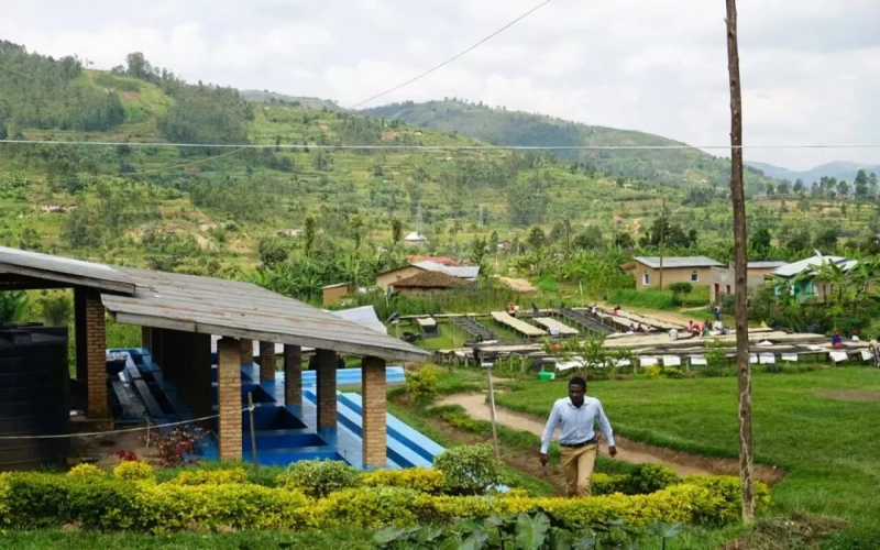 Unveiling Rwandan Coffee Flavors: Why Red Bourbon Washed Beans from the Nyamasheke Region Are a Specialty Favorite?