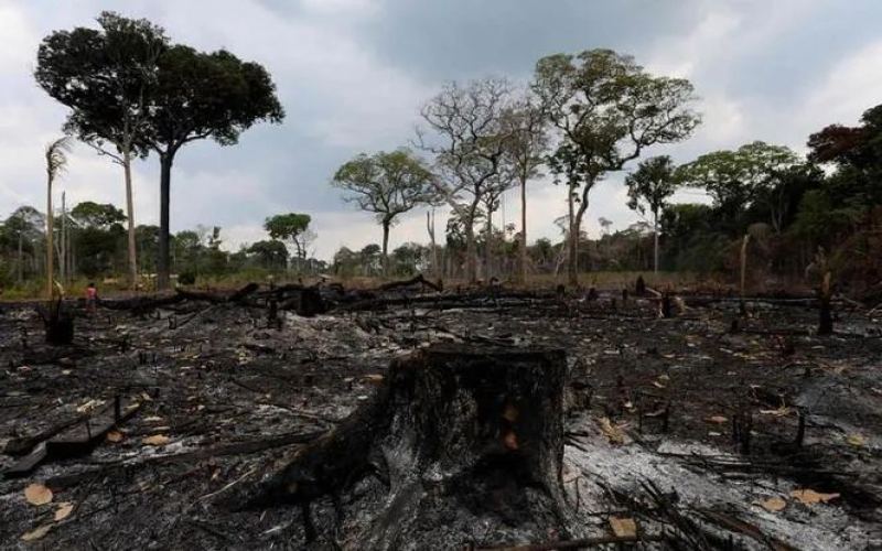 Brazil hit by drought and wildfires: 2025 coffee harvest may be delayed until 2027, exports shrink and prices soar