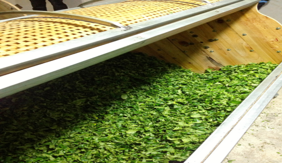 The Ultimate Guide to Oolong Tea Production: From Plucking to Roasting – How Withering Affects Flavor?