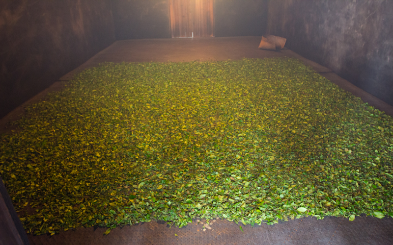 The Secrets of Keemun Gongfu Black Tea Production: A Complete Analysis of Smoked vs. Non-Smoked Flavor Profiles