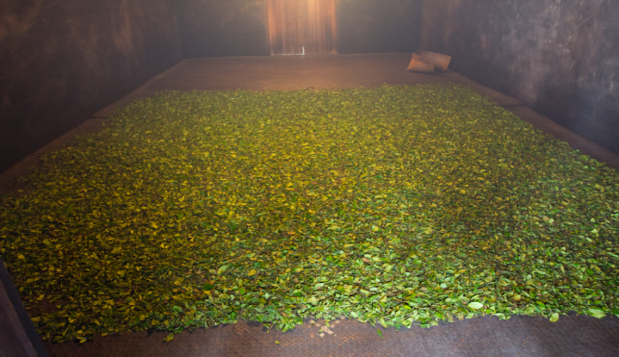 The Secrets of Keemun Gongfu Black Tea Production: A Complete Analysis of Smoked vs. Non-Smoked Flavor Profiles