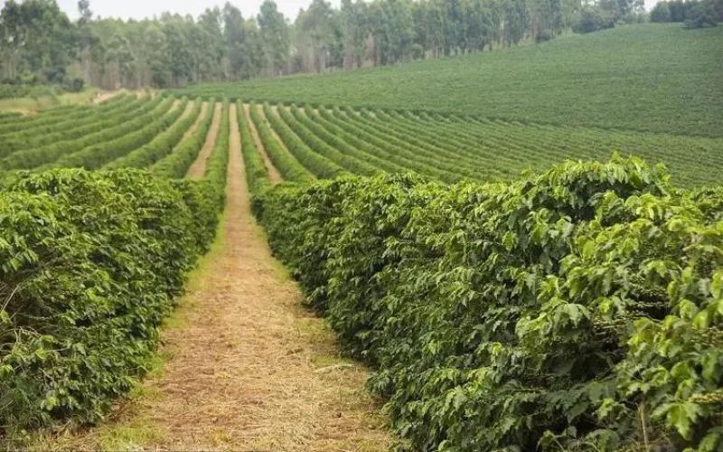 Is Brazil's 2024/25 coffee season sales lagging? Shift from El Niño to La Niña may trigger frost risk