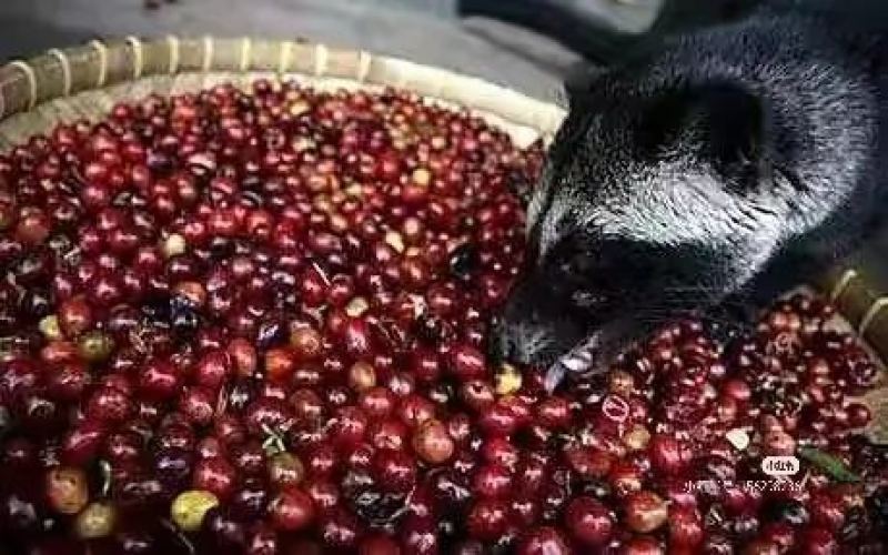 Unveiling the Process of Producing Indonesian Human Feces Coffee: The Bizarre Coffee Industry Chain from Civets to Human Excrement