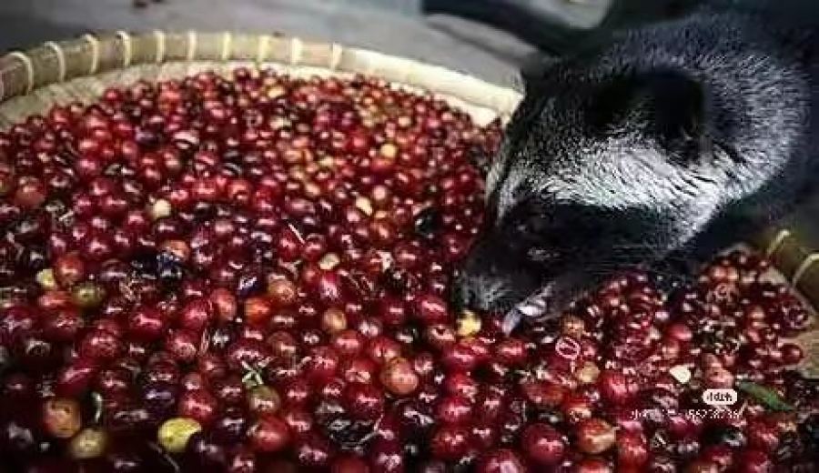 Unveiling the Process of Producing Indonesian Human Feces Coffee: The Bizarre Coffee Industry Chain from Civets to Human Excrement
