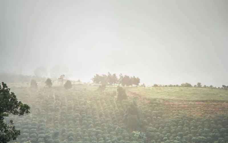 Vietnam’s coffee prices surge abnormally amid global decline in Robusta and Arabica prices
