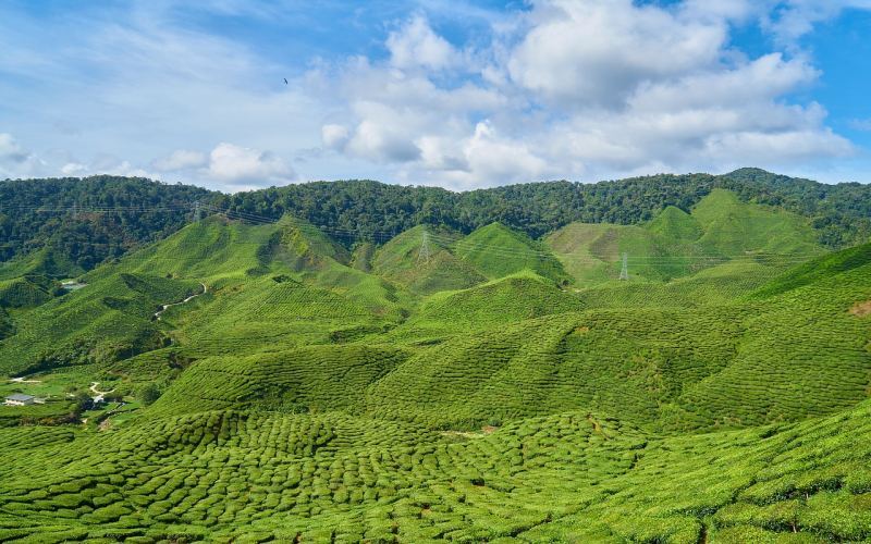 India Lifts Tea Production and Sales Controls: Quality Risks, Market Shifts, and Buying Advice