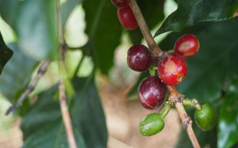 How to brew decaffeinated pour over coffee? Best drinking window, degassing timing, and optimal extraction tips