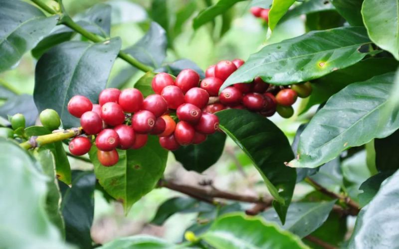 Panama Boquete and Volcán Coffee Beans: Flavor Differences and Best Brewing Recommendations