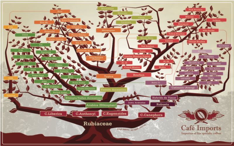 Bourbon Coffee Variety Color Analysis: A Guide to the Characteristics and Flavor Differences of Red, Yellow, Orange, and Pink Variants