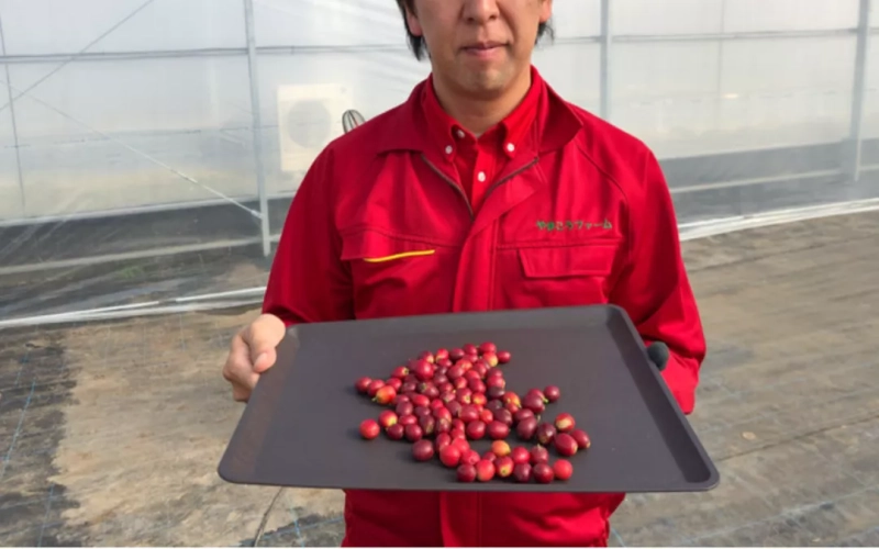 Japan’s Okayama Prefecture Produces Its First Domestic Coffee Beans: Analysis of Greenhouse Cultivation Technology and Flavor Potential