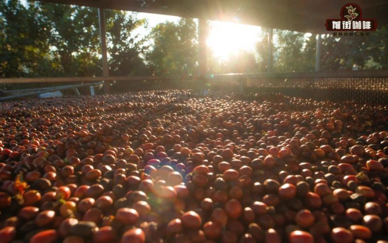 A Comprehensive Analysis of Yunnan Coffee Varieties and Processing Methods: From Typica to the Evolution of Natural Flavor Profiles