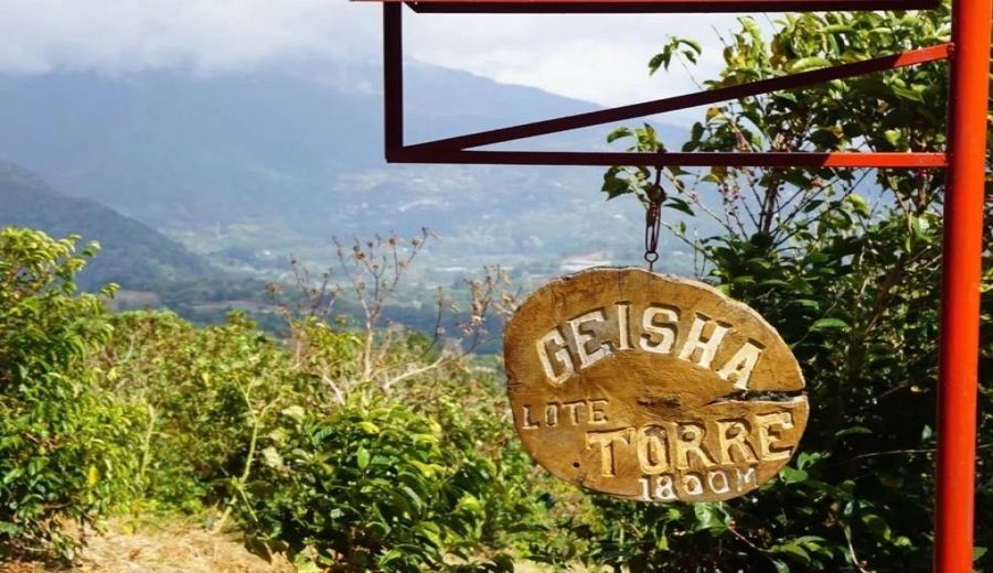 Panamanian Elida Geisha Bean Review: Washed 96.25 Score — High-Altitude Cultivation Practical Analysis