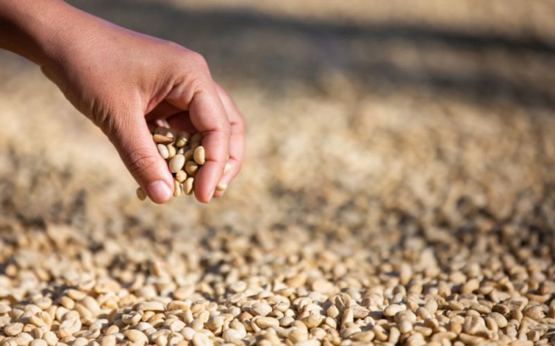 Ethiopian Sidamo and Guji Shakiso Region Coffees: Flavor Profiles, Processing Differences, and Pour Over Recommendations