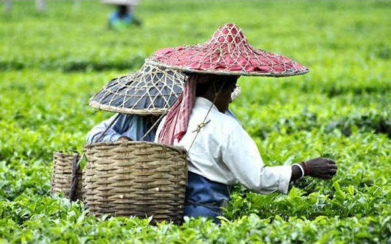 India's Assam tea produces 500 million kilograms annually！How global tea culture has been transformed