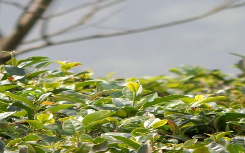 Unveiling the Origins of Darjeeling Black Tea | A Comprehensive Analysis of India’s Mountain City Altitude and Annual Production