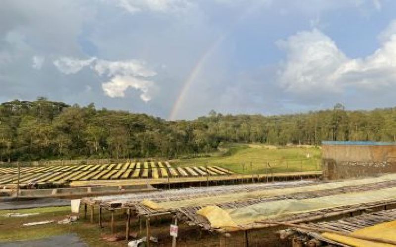 Coffee Belt Unveiled: Why Are Specialty Coffee Beans Abundant Near the Equator? A Must-Know for Pour Over Enthusiasts