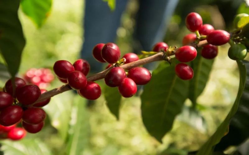 Flavor Profile and Pour Over Parameters of Guatemala Antigua Fleur Coffee Beans – Even Beginners Can Brew with Layers of Complexity