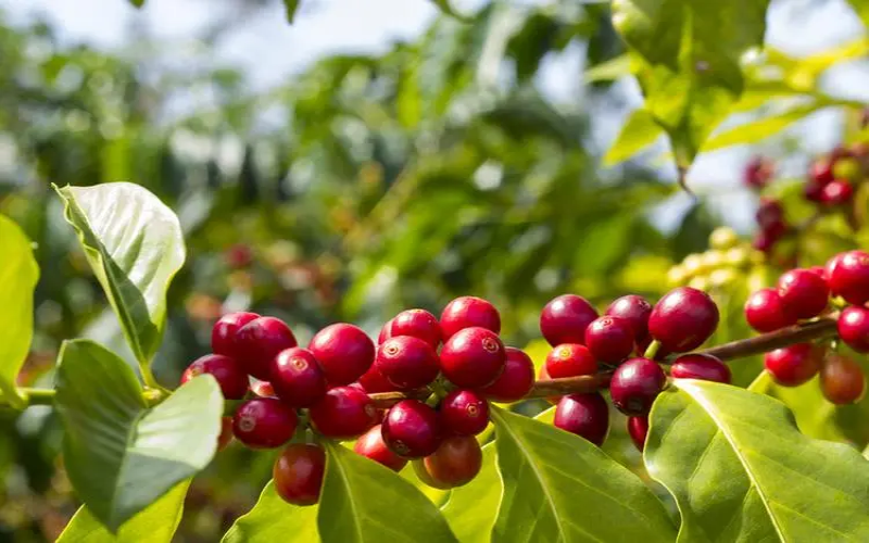 African coffee regions hit by double whammy of El Niño and EUDR, export challenges intensify