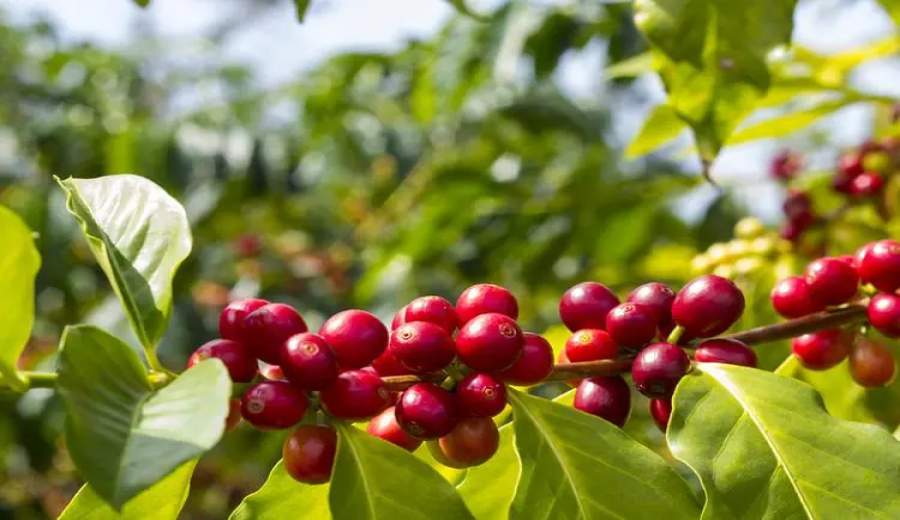 African coffee regions hit by double whammy of El Niño and EUDR, export challenges intensify