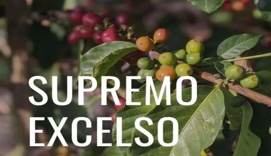 A Complete Guide to Colombian Green Coffee Bean Grading: How to Distinguish Supremo from Excelso? Master the Defect Counting Method
