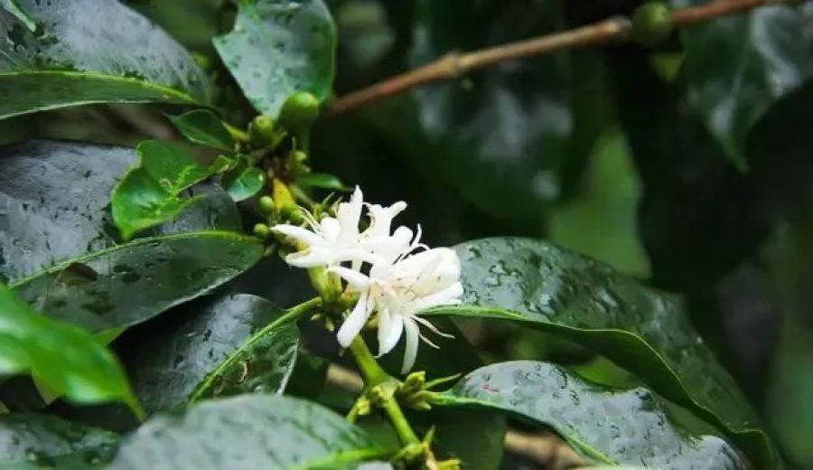 Complete Guide to Panamanian Geisha Coffee: Variety Origins, Flavor Analysis & Cold Brew Tutorial