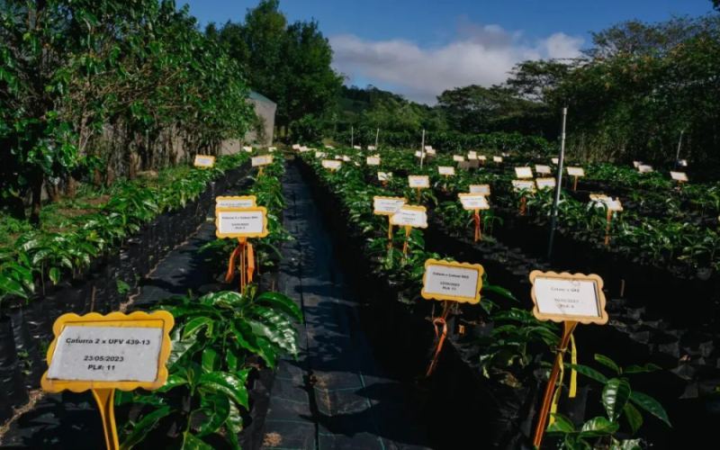 Starbucks to Establish New Coffee Farms in Central America: Dual Focus on Climate-Resilient Varieties and Supply Chain Resilience
