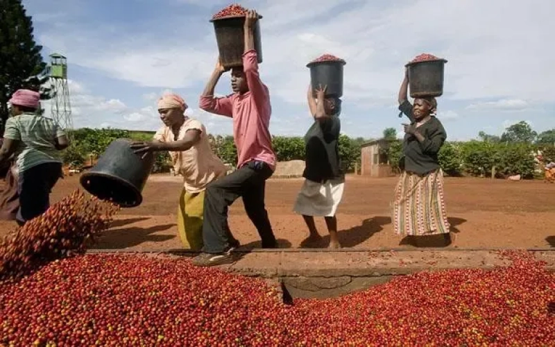 Jamaica Blue Mountain coffee faces an extreme weather crisis—how will the five-year revitalization plan save the industry?