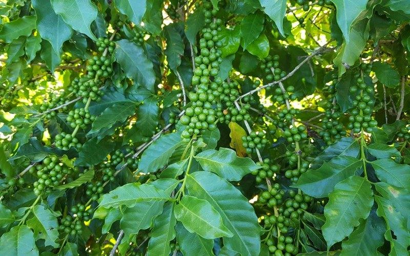 The optimal timing and storage tips for enjoying the flavor of home-use Americano coffee beans after opening