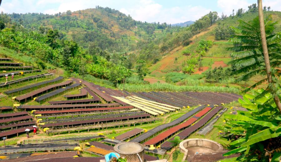 A Complete Guide to Ethiopian Yirgacheffe G1 Natural Process Beans: Exploring Red Cherry Flavors and Processing Techniques