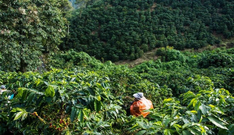 A Complete Guide to Ethiopian Coffee: Varietal Classification, Yirgacheffe Characteristics, and Pour Over Brewing Techniques