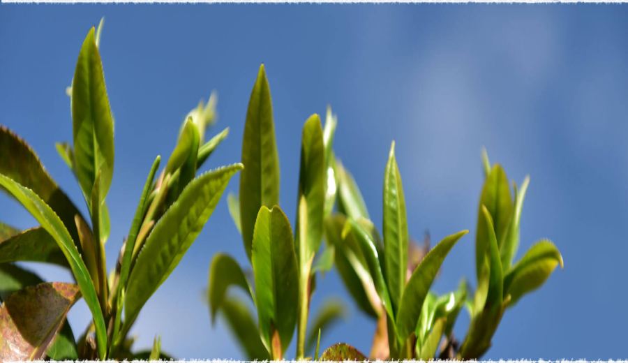 In-Depth Exploration of Fengqing Large-Leaf Black Tea: From 1,800-Meter-High Tea Gardens to Golden Needle Flavor Analysis
