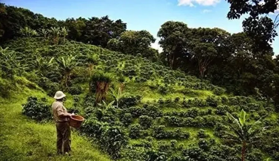 Costa Rica’s coffee production has plummeted by half!
How climate and labor crises are impacting the specialty coffee supply chain