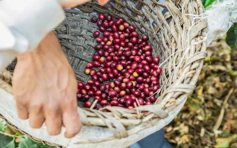 Analysis of the Localization Trend in Coffee: How to Balance Innovation and Tradition? A Comprehensive Exploration from Extraction to Flavor