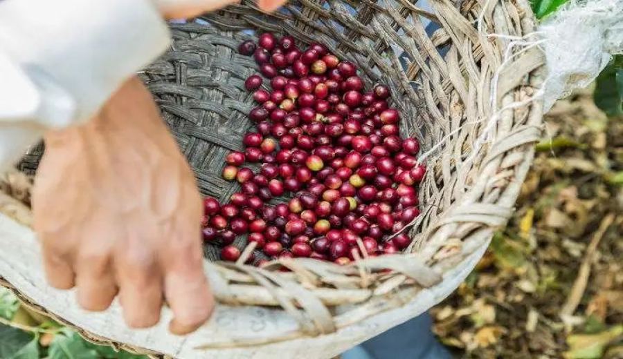 Analysis of the Localization Trend in Coffee: How to Balance Innovation and Tradition? A Comprehensive Exploration from Extraction to Flavor