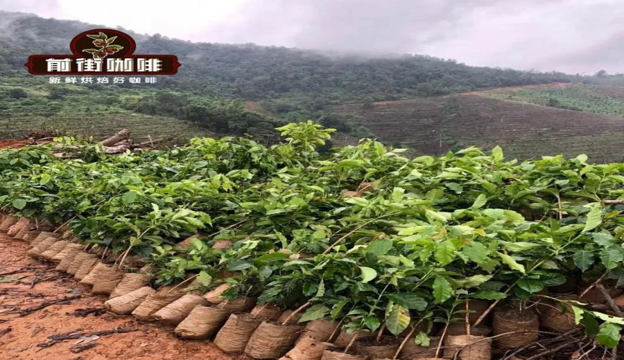 Analysis of Yunnan Small-Bean Coffee Varieties: Catimor, Typica, and Local Flavor Characteristics