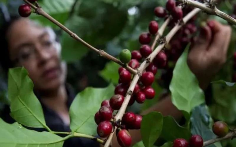 Honduras Coffee Production Crisis: How Drought and Coffee Berry Borer Affect Flavor and Yield