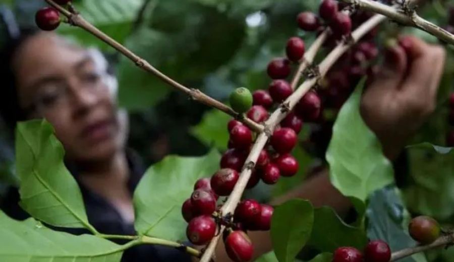 Honduras Coffee Production Crisis: How Drought and Coffee Berry Borer Affect Flavor and Yield