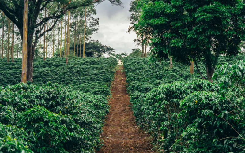 Flavor Profile of Costa Rica Bru Mas Honey Processed Beans | Pour Over Guide & Bean Variety Features