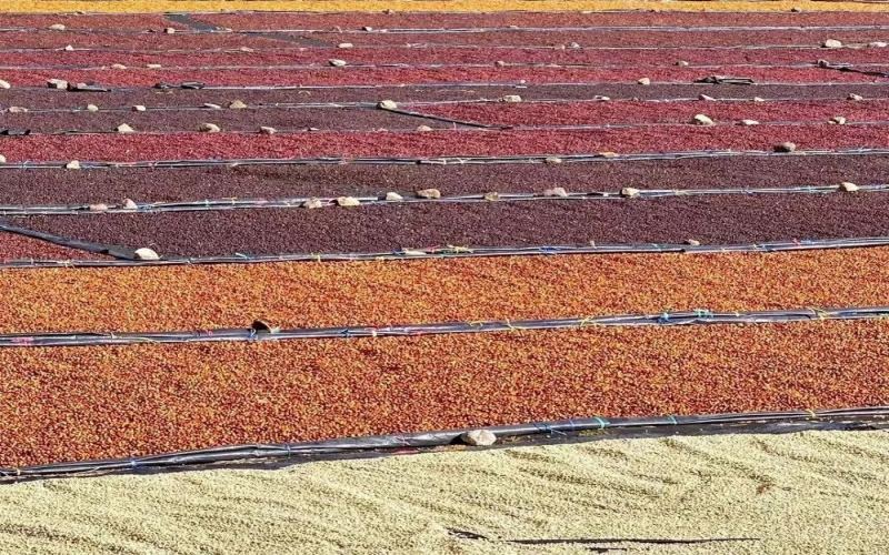 Analysis of Representative Estates and Honey Processing in Costa Rica’s Tarrazú Region: El Cedro Estate’s Journey to COE