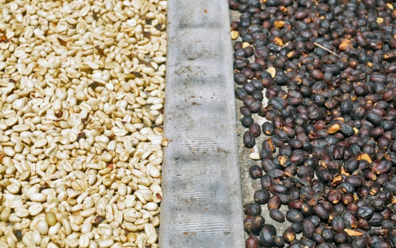 The Ultimate Guide to Coffee Processing Methods: Flavor Secrets from Traditional Sun-Dried and Washed to Anaerobic Fermentation