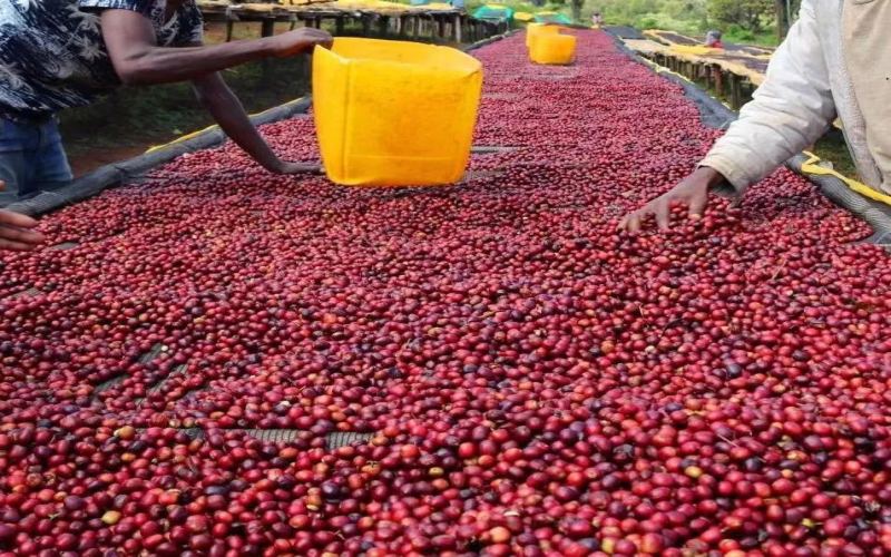 Ethiopian Yirgacheffe Kochere Washed Beans: Flavor Profile and Pour Over Brewing Guide