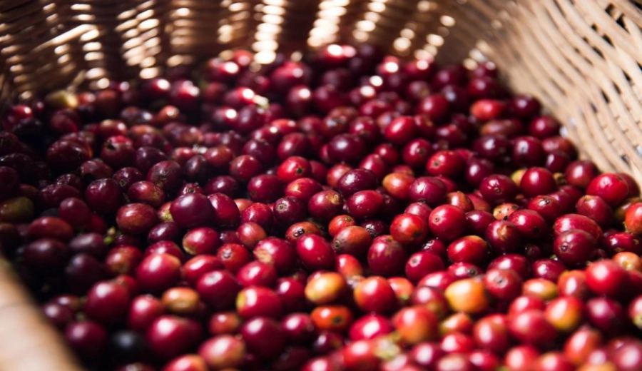 From Typica to Geisha: A Complete Guide to Coffee Varieties and Pour Over Flavor Profiles