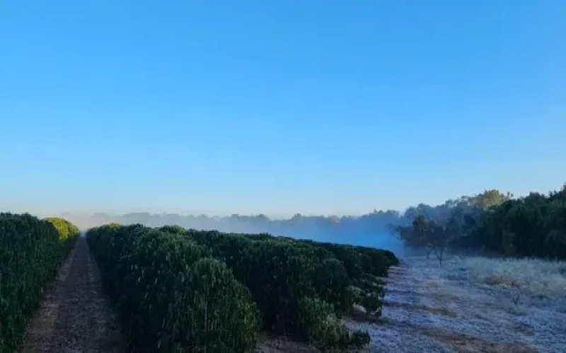 Severe cold ravages Brazil's South-Central region, frost devastates coffee farms — an analysis of the reasons behind the soaring futures prices