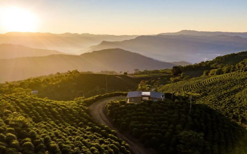 Exploring Bolivia’s High-Altitude Coffee Regions: A Comprehensive Analysis of Java Variety Flavors and Production Challenges