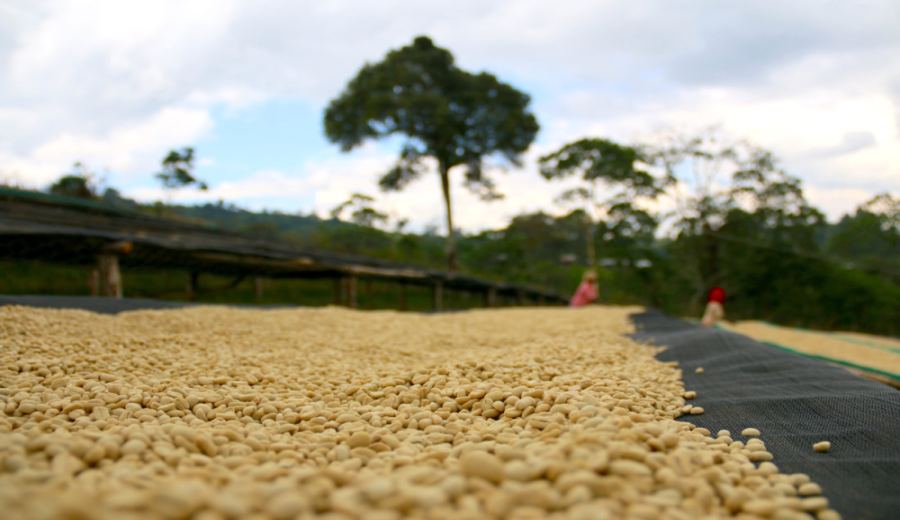 A Complete Guide to Yirgacheffe Coffee Bean Grades and Cold Brew Techniques — Perfect for Beginners