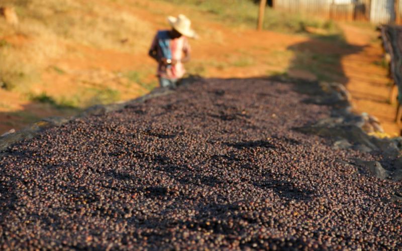 How to Choose Among Ethiopia’s Three Star Coffees: Yirgacheffe, Geisha, and Hua Kui? A Complete Guide to Flavor and Origin