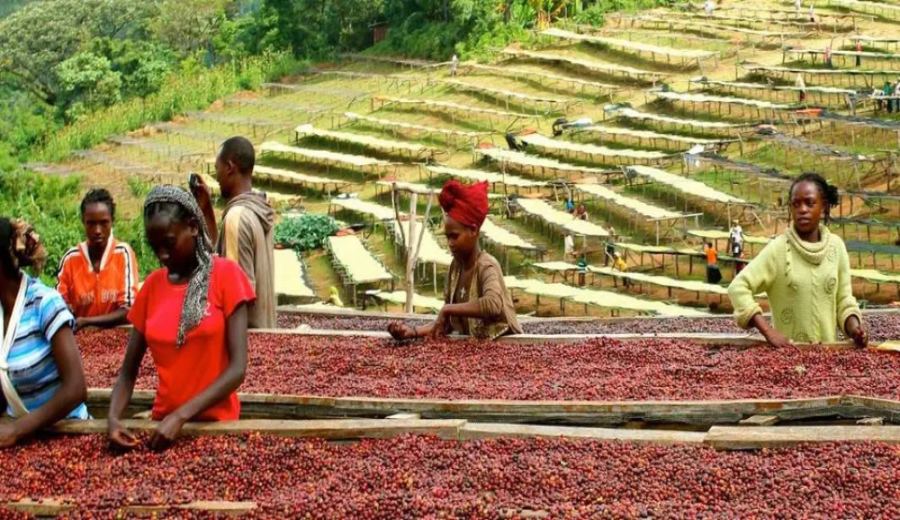 Ethiopia’s Coffee Transport Crisis: Can Railway Transformation and Private Capital Break the Deadlock?