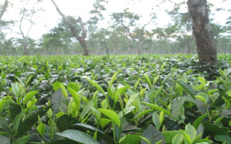 A Comprehensive Guide to Assam Black Tea Origins: Exploring Flavors and Health Benefits in Depth